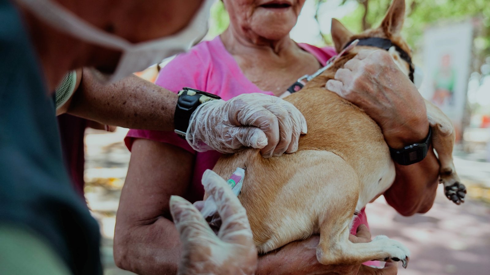 Mondubim recebe mutirão de vacinação antirrábica; cachorro vindo de outro município testa positivo p